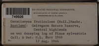 Ceratiomyxa fruticulosa var. fruticulosa image
